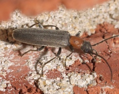 Oxycopis thoracica