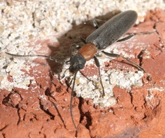Oxycopis thoracica