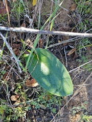 Zantedeschia aethiopica