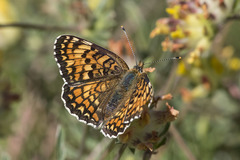 Melitaea pseudornata