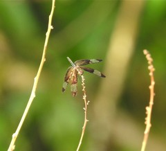 Rhyothemis obsolescens