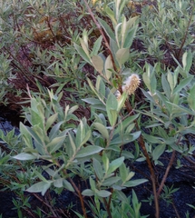 Salix lapponum