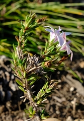 Wahlenbergia calcarea