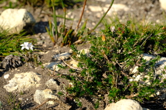 Wahlenbergia calcarea