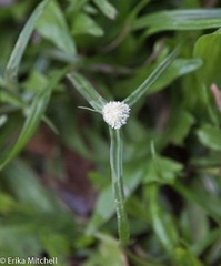 Cyperus sesquiflorus sesquiflorus