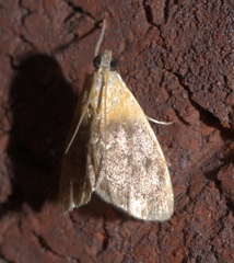 Glaphyria cappsi