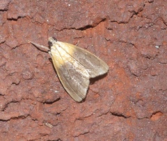 Glaphyria cappsi