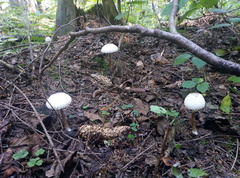 Leucoagaricus nympharum
