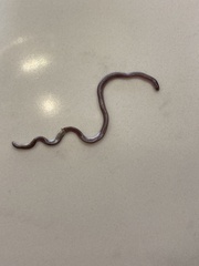 Leptotyphlopidae