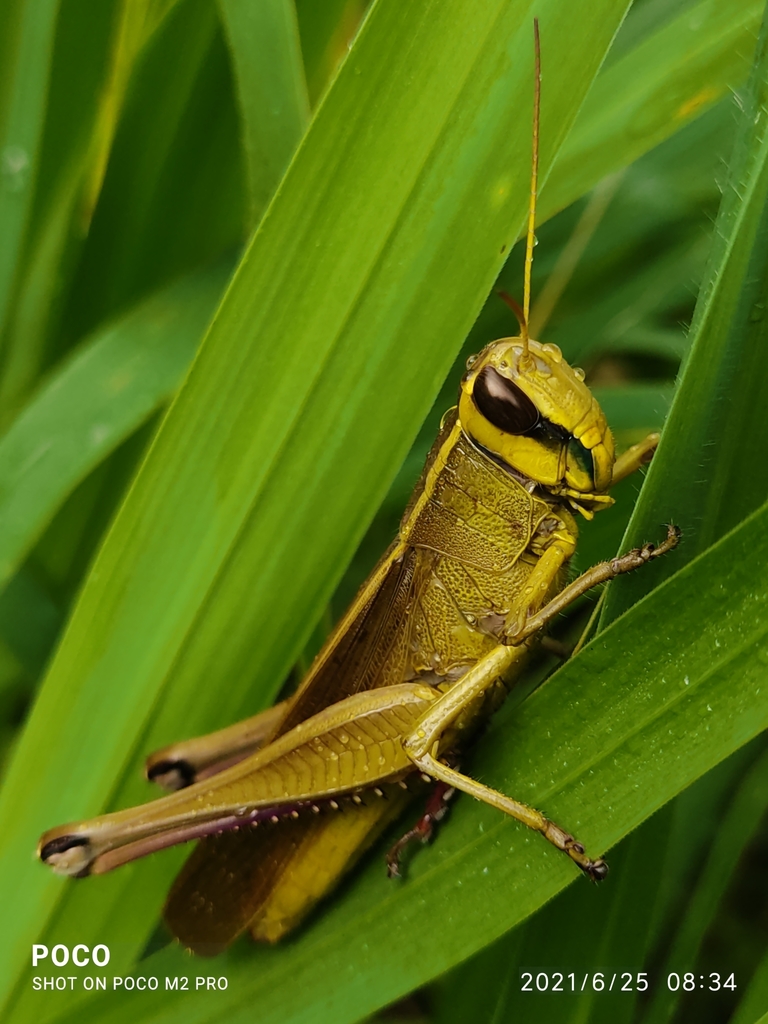 Belonocnemis