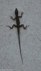 Anolis roquet salinei