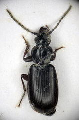 Patrobus septentrionis
