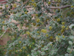 Terminalia coronata