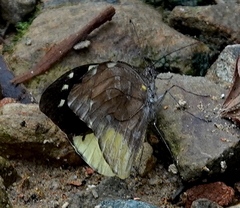 Lieinix nemesis nemesis