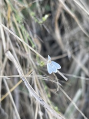 Rhinacanthus xerophilus