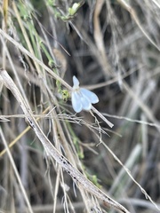 Rhinacanthus xerophilus