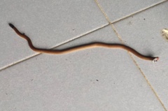 Calliophis maculiceps