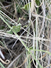 Rhinacanthus xerophilus