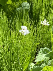 Armoracia sisymbrioides