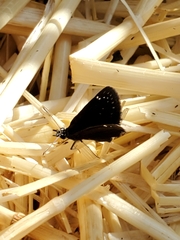 Pholisora
