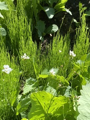 Armoracia sisymbrioides