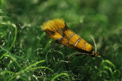 Promalactis procerella