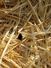 Pholisora