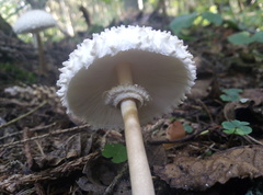 Leucoagaricus nympharum