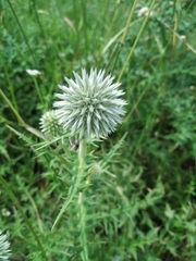Echinops armatus