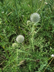 Echinops armatus