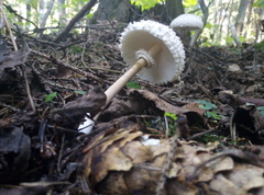Leucoagaricus nympharum