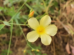 Linum