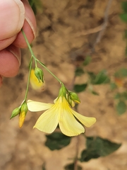 Linum