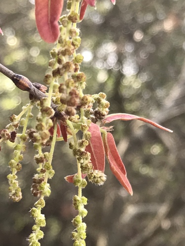 Quercus porphyrogenita