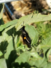 Stizoides renicinctus