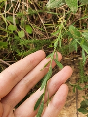 Linum