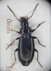 Patrobus septentrionis