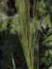 Foxtail Barley - Photo (c) Susan, some rights reserved (CC BY-NC), uploaded by Susan