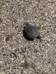 Malaclemys terrapin