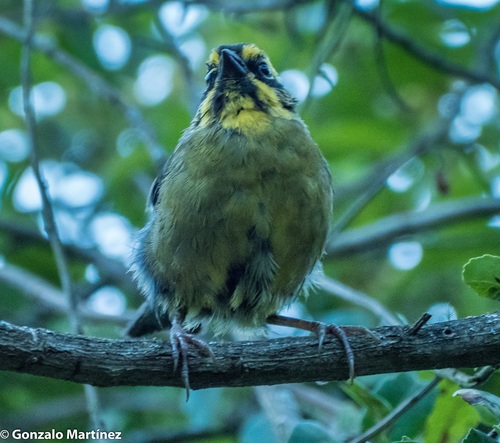 Yellow-striped Brushfinch (Atlapetes citrinellus), photo 5