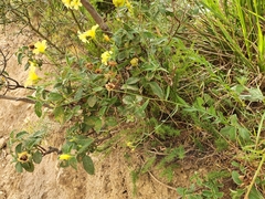 Linum
