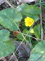 Ficaria verna bulbilifera