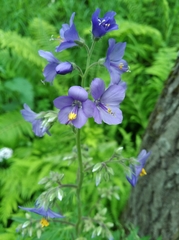 Polemonium caeruleum