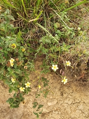 Linum