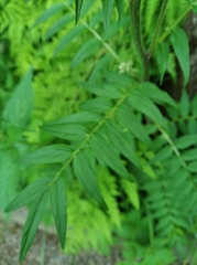 Polemonium caeruleum