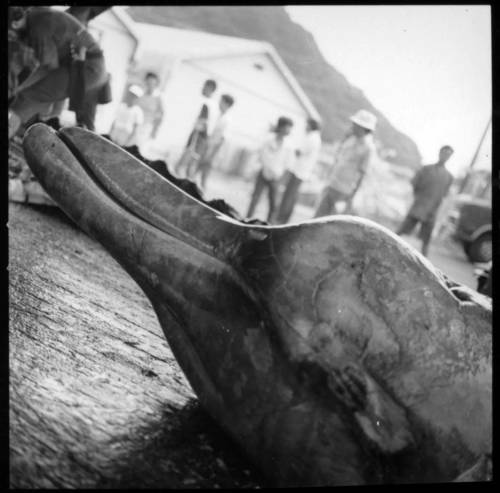 Baird's Beaked Whale