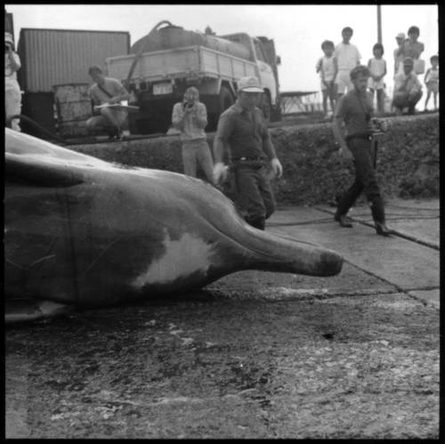 Baird's Beaked Whale