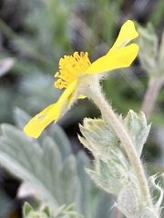 Potentilla effusa