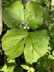 Diphylleia grayi