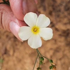 Linum